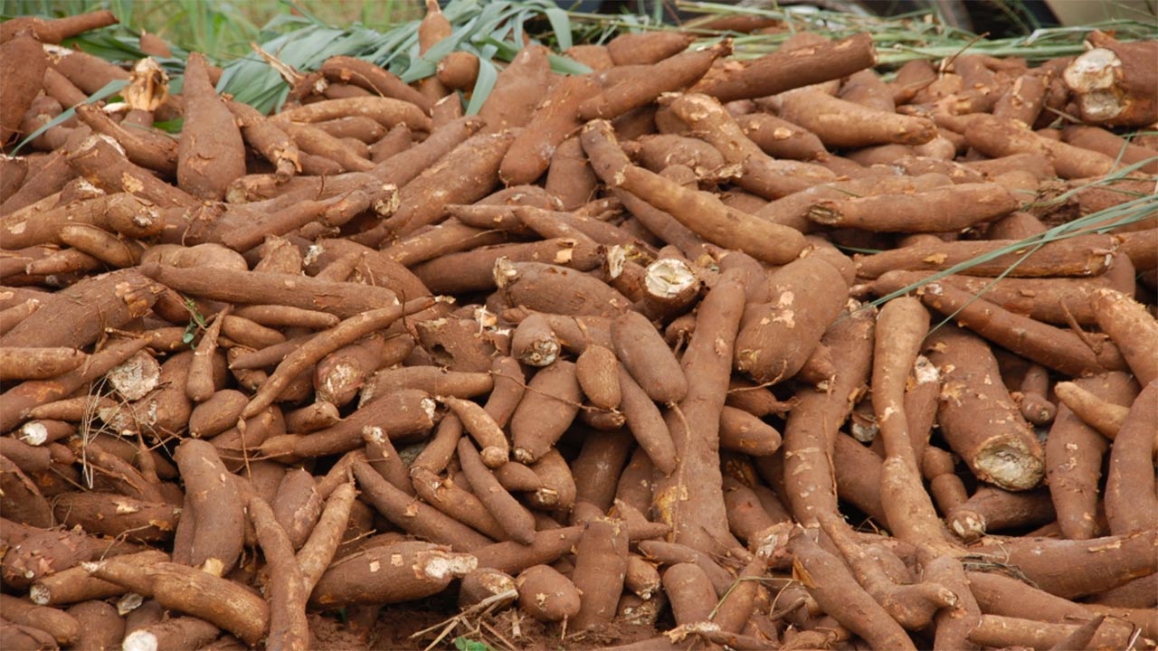 Maize